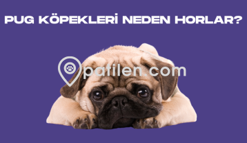Pug Köpekleri Neden Horlar?