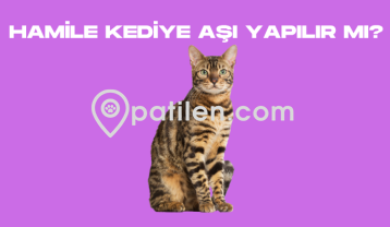 Hamile Kediye Aşı Yapılır mı?