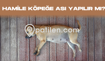 Hamile Köpeğe Aşı Yapılır Mı?