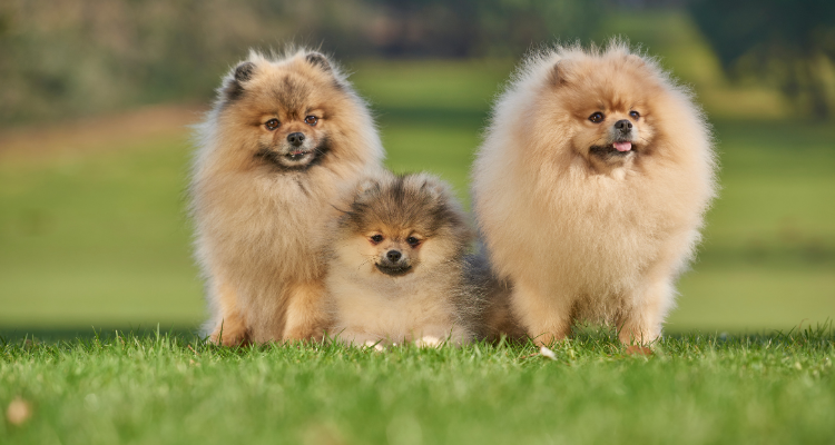 2026 pomeranian boo yavru köpek fiyatları ve ayı surat özellikleri
