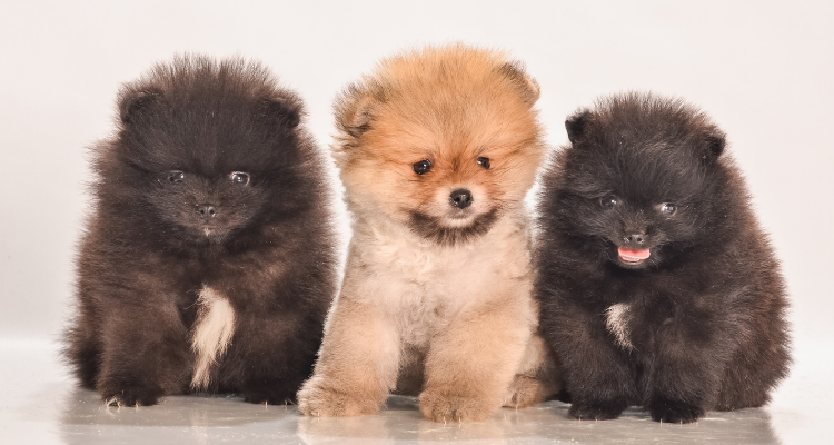 ayı surat ve tilki surat pomeranian boo arasındaki farklar