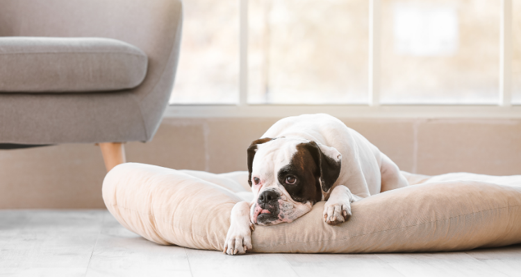 evde sıkılmayan köpekler için zeka oyuncakları ve kong