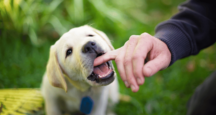 kopek-dis-kasima-oyuncagi-kong