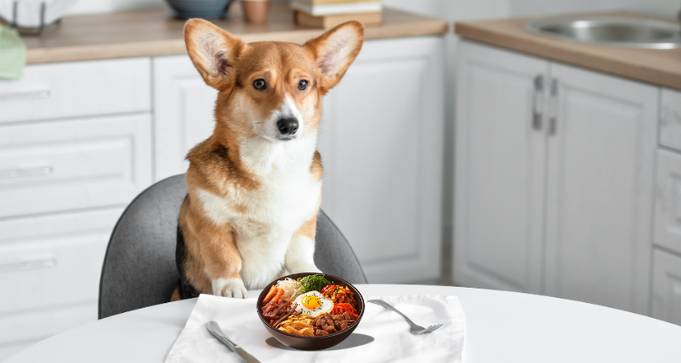 kopek-icin-yasakli-gidalar-cikolata-uzum-sogan