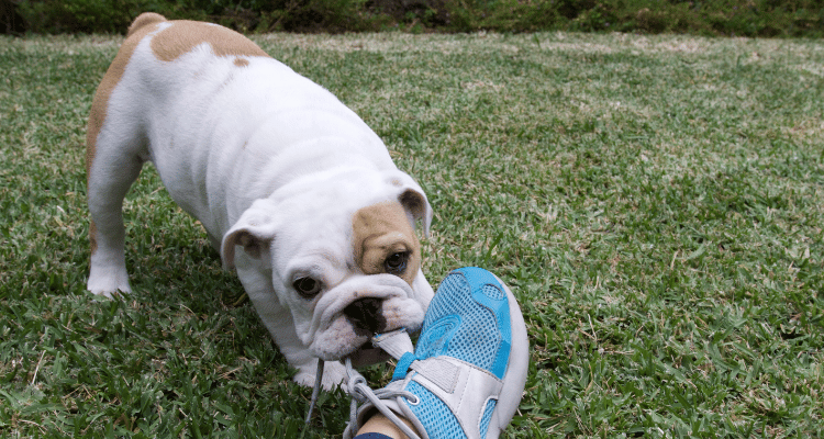 yavru köpeklerde ısırma sorunu