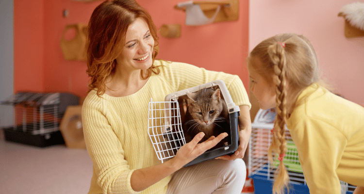 2026 kedi sahiplenme rehberi ve mutlu kedi sahibi.