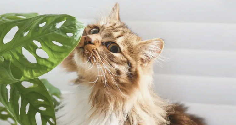 Kediler için zehirli ev bitkileri ve kedi bakımı güvenliği.