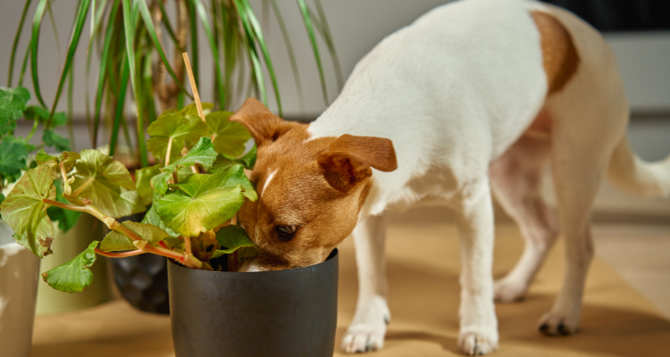 köpekler için en tehlikeli bitkiler listesi ve risk tablosu