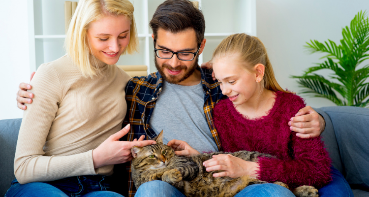 yeni sahiplenilen kediyle oyun oynayarak güven kazanma
