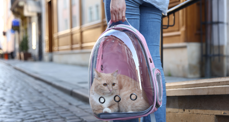 kedi sahiplendikten sonra ilk hafta eve alışma süreci ve güvenli oda