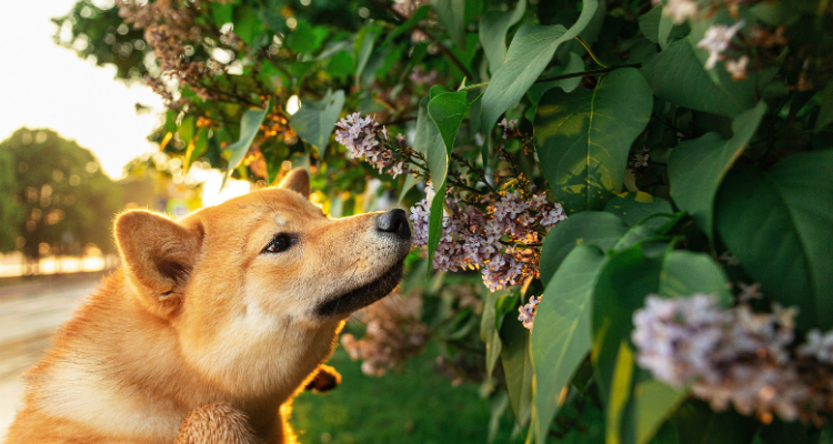 köpekler için zehirli bitkiler ve zehirlenme belirtileri