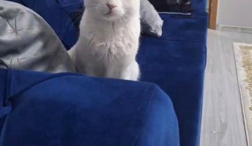 İnciye ömürlük yuva