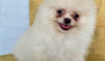 ORİJİNAL POMERANİAN BOO erkekler